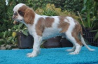 King charles spaniel s pp