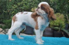 King charles spaniel s pp