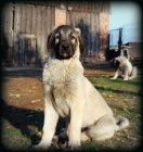 Kangal s PP