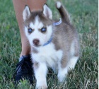 Sibisk husky