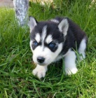 Sibisk husky 