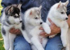 Zdrav sibisk Husky tata