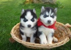 Zdrav sibisk Husky tata