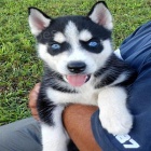 Plemene sibisk husky tata