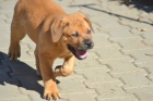 Boerboel- Jihoafrick mastif