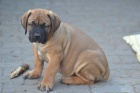 Boerboel- Jihoafrick mastif