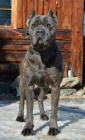 Americk bandog