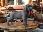 Americk� Bandog