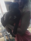 Americk Bandog