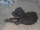 Americk Bandog