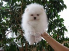 Pomeranian tata S PP