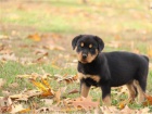 Krsn nmeck Rottweiler tata