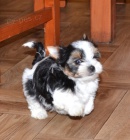 Biewer jork��rsk�  teri�r