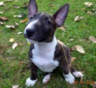 ttka Miniaturn Bull Terrier