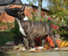 ttka Miniaturn Bull Terrier