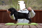 Black and Tan Coonhound