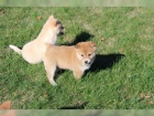 shiba inu tata pro vnon