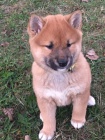 shiba inu tata pro vnon