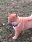 shiba inu tata pro vnon