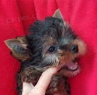 Jork��r teri�r-�t���tka s PP