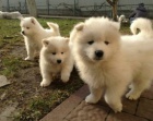 Samojed s PP -