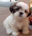 ttka shih-tzu s PP (shi-tzu)