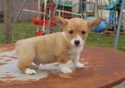  Okovan Pembroke welsh corgi tata