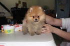 Pomeranian tata.