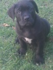 Americk Bandog