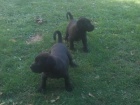 Americk Bandog