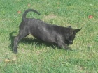 Americk Bandog