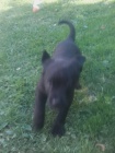 Americk Bandog