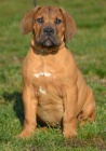 BOERBOEL  s PP  -pejsci