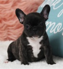 v�no�n� mil��ek francouzsk� buldo�ek �t��ata