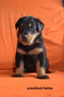 Francouzsk ovk - Beauceron