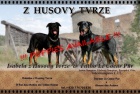 Francouzsk ovk - Beauceron