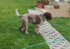 Lagotto Romagnolo