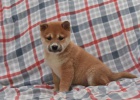 Rozkon ttka Shiba Inu