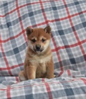 Rozkon ttka Shiba Inu