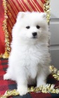 astn ttka Samoyed