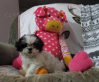 armantn Shih Tzu tata