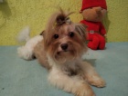 Yorkshire terrier, jork��rsk� teri�r