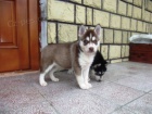 Sibrsky husky