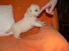 Golden retriever s PP - tata /zlat retrvr/