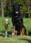 Beauceron - Francouzsk ovk