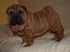 arpej, shar-pei  ttka s PP