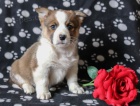 vesel elmy welsh corgi