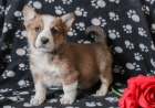 vesel elmy welsh corgi