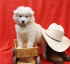 atraktivn samoyed tata