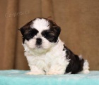 Rozkon ttka Shih Tzu